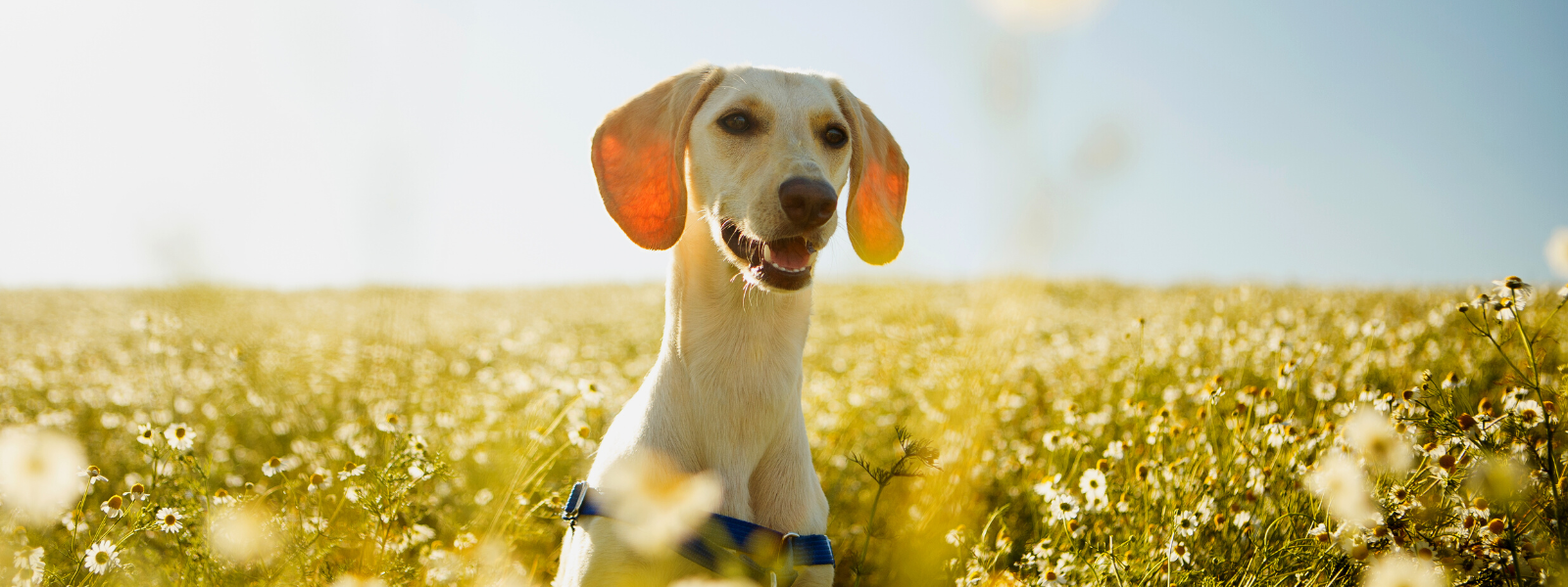 7 ways of being an eco-friendly dog owner
