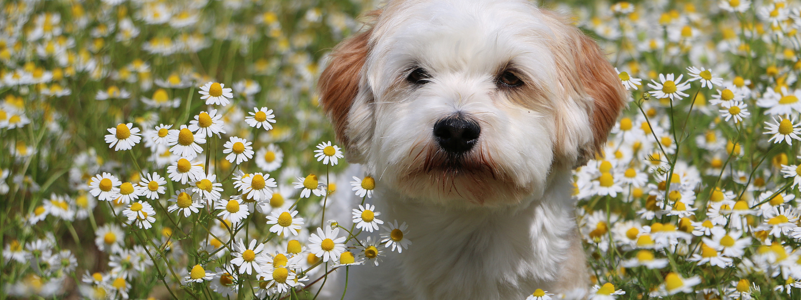 Environmental allergy in dogs