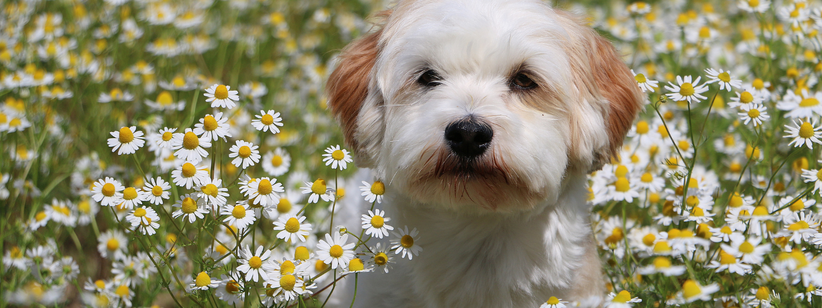 Environmental Allergy in Dogs