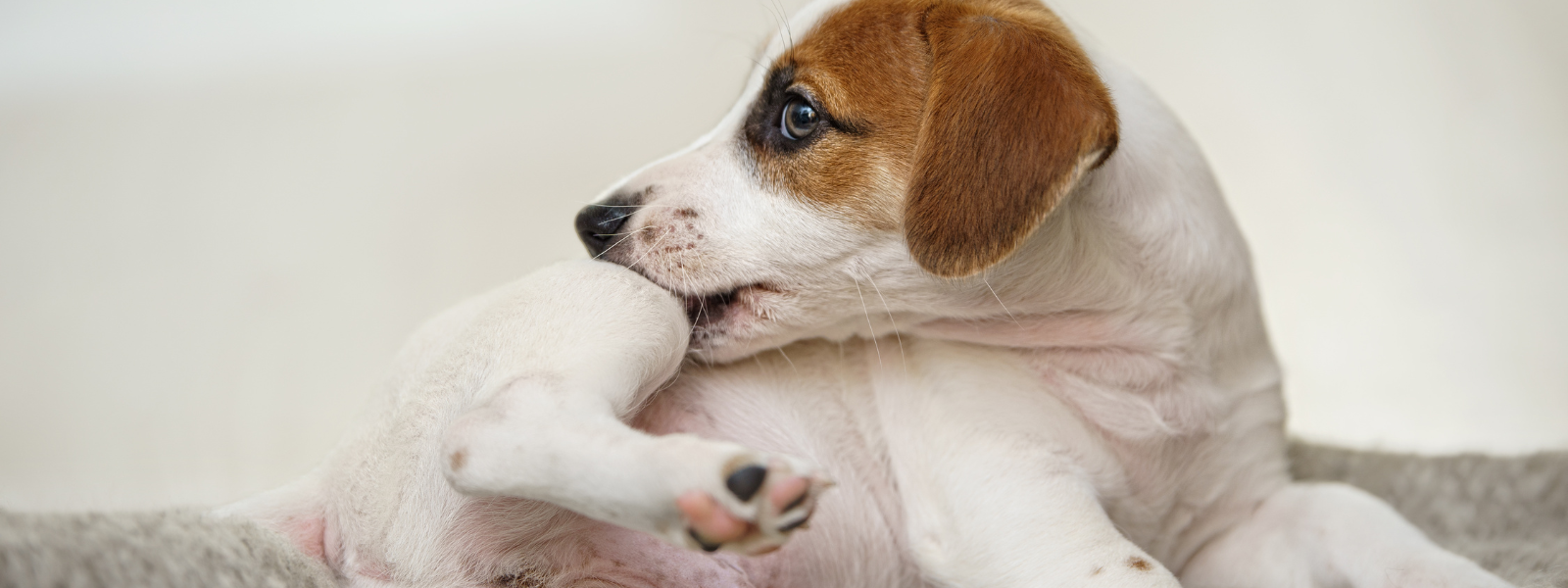 Itchy skin and skin problems in dogs