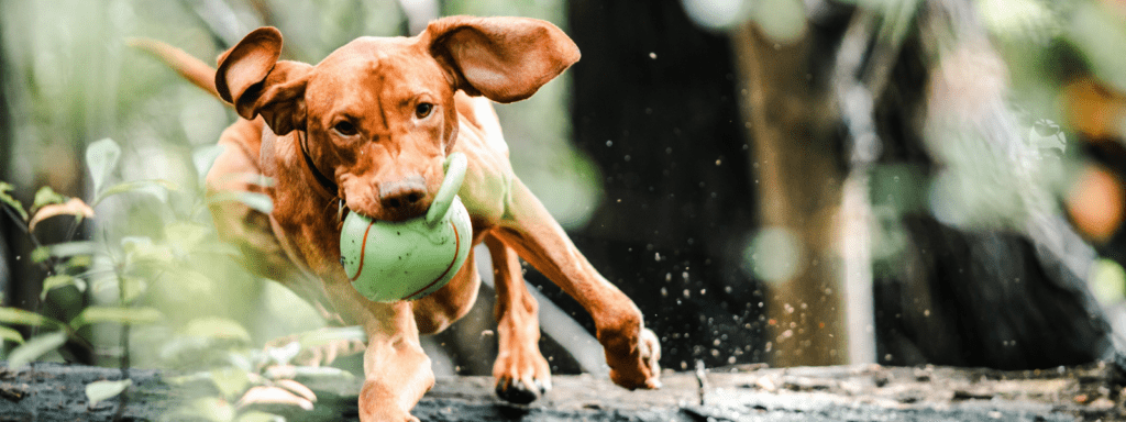 8 signs your dog is healthy