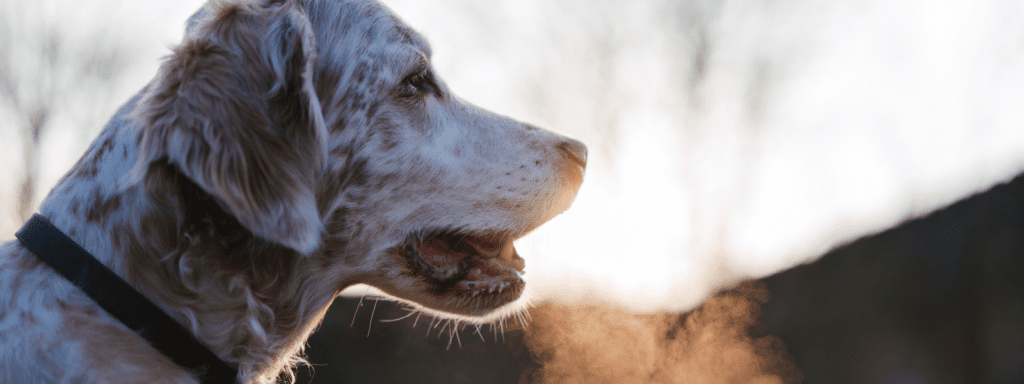 Why do dogs have bad breath