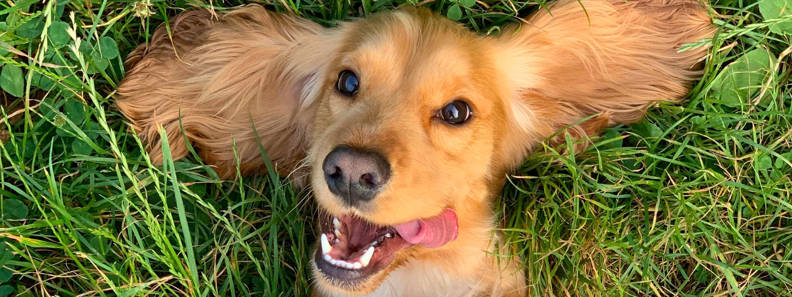 How to care for your dog’s teeth