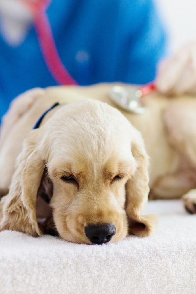 Toxic food for dogs
