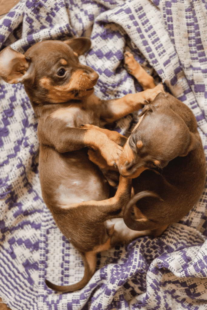 puppy with hiccups