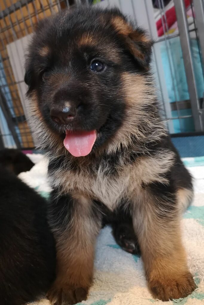 puppy proof your home