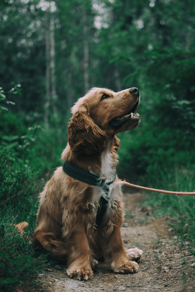 signs of a healthy dog