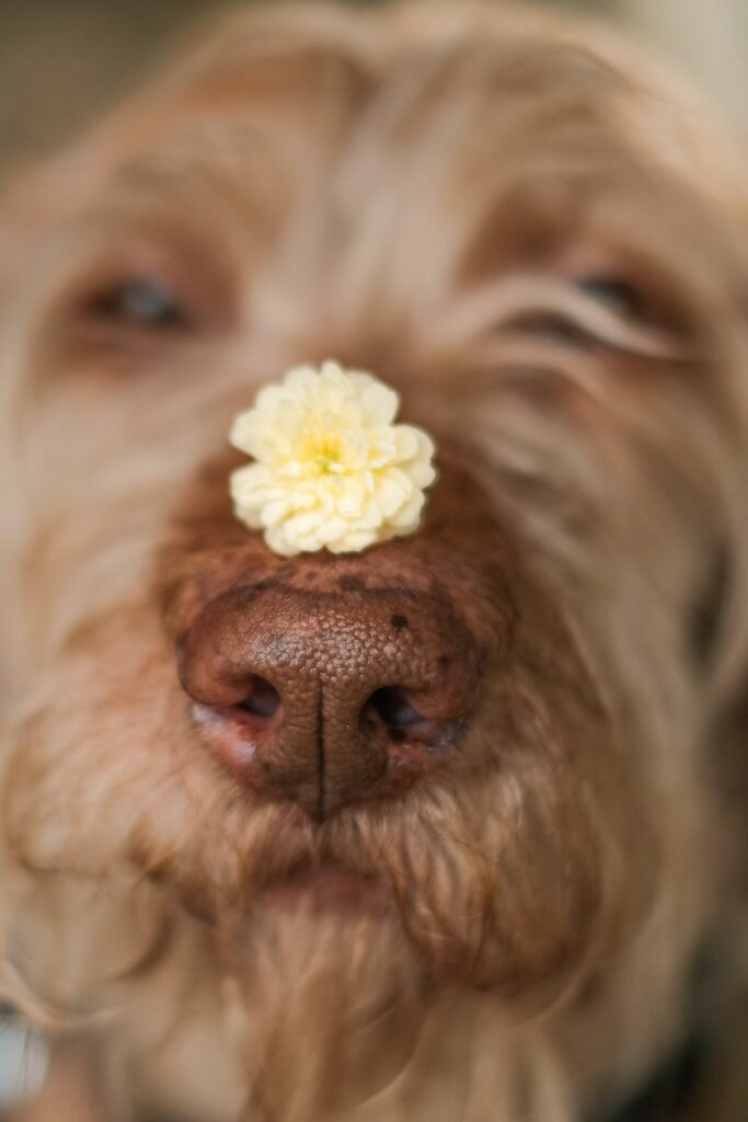 dog eating poo