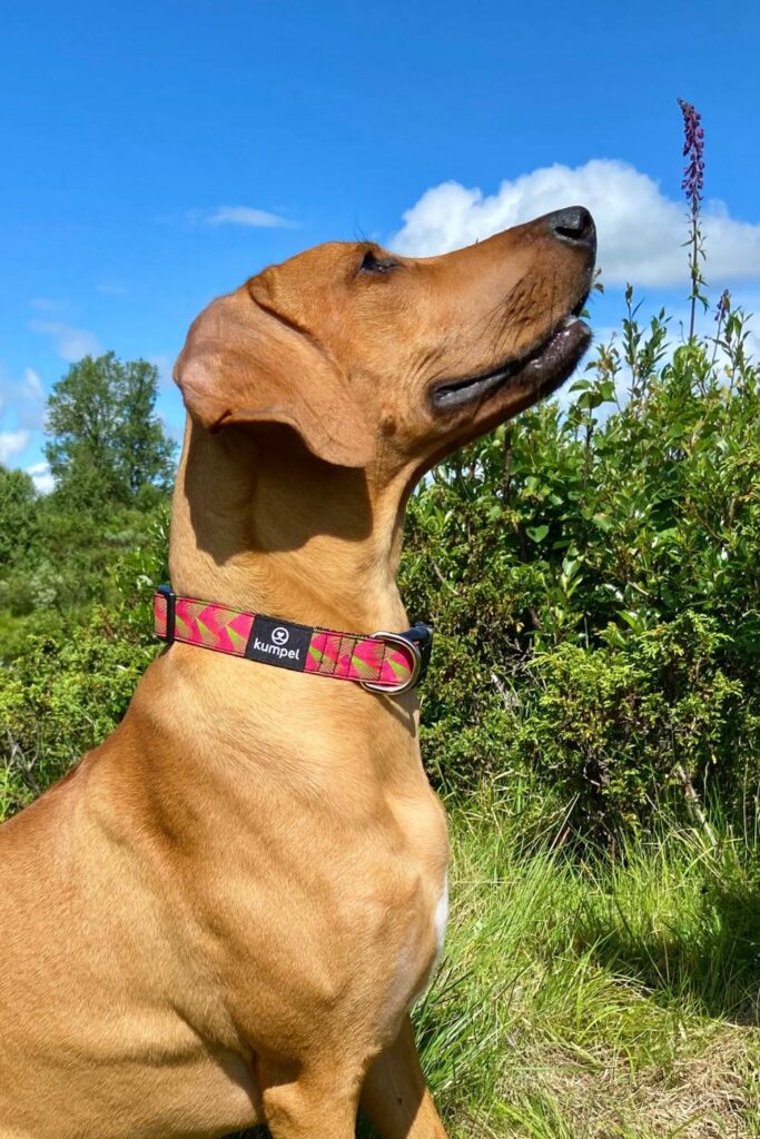 home remedy for itchy skin in dogs