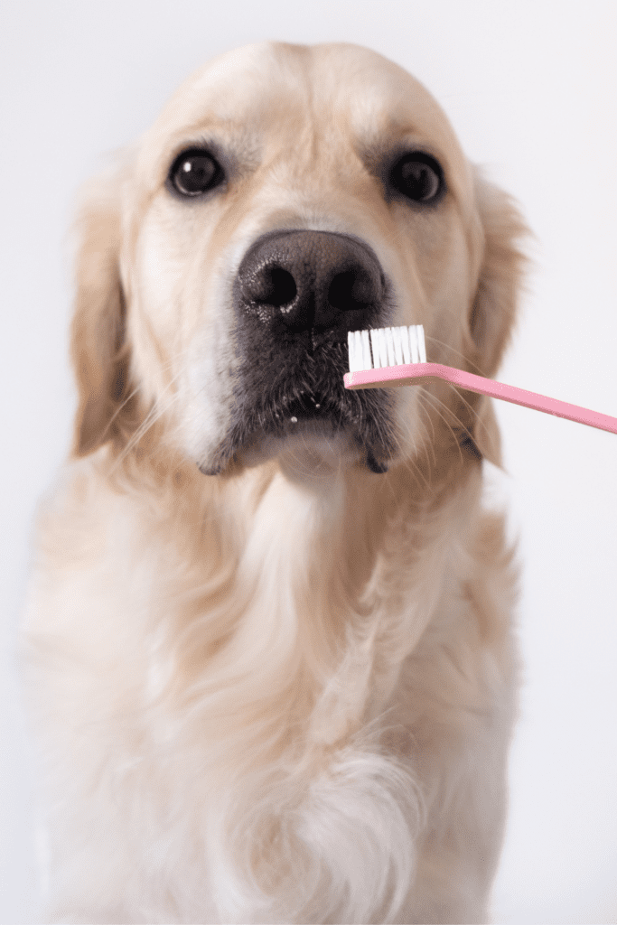 causes of bad breath in dogs
