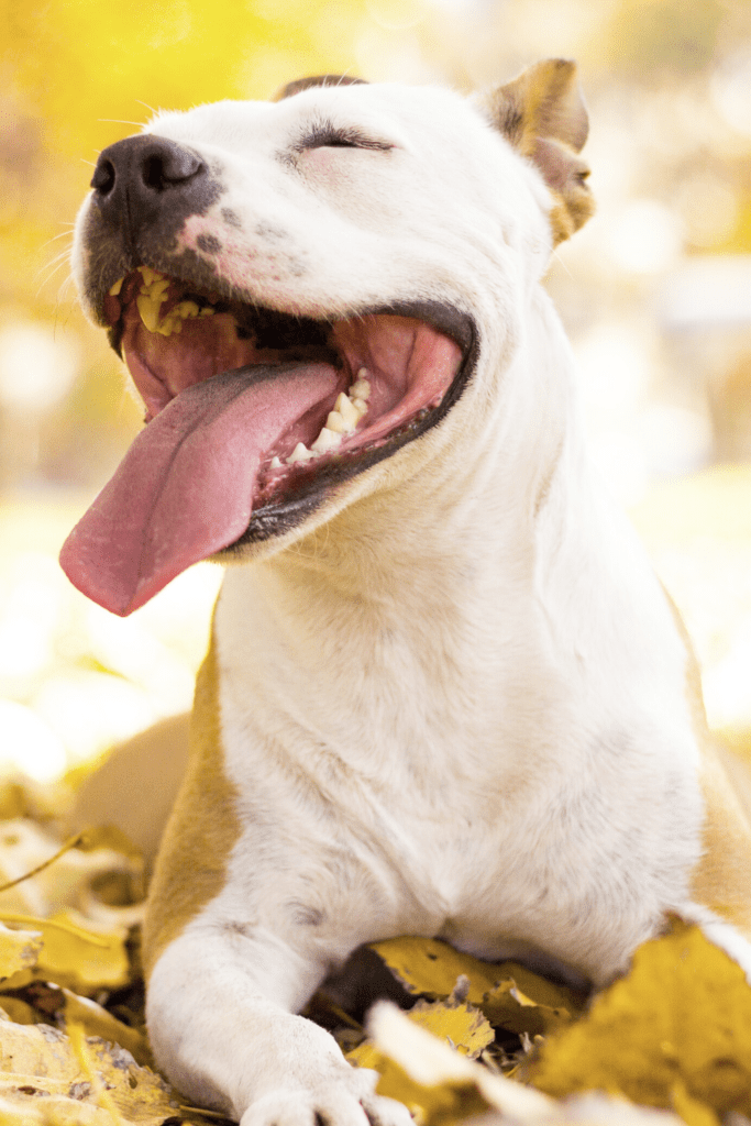 preventing bad breath in dogs