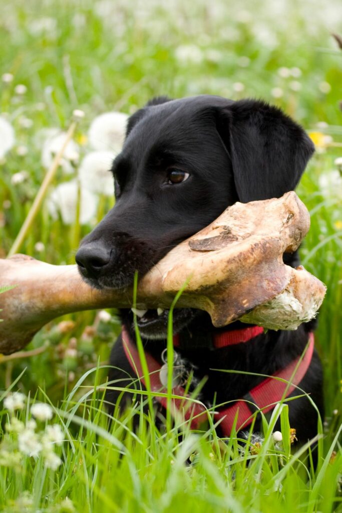 Dental health dog