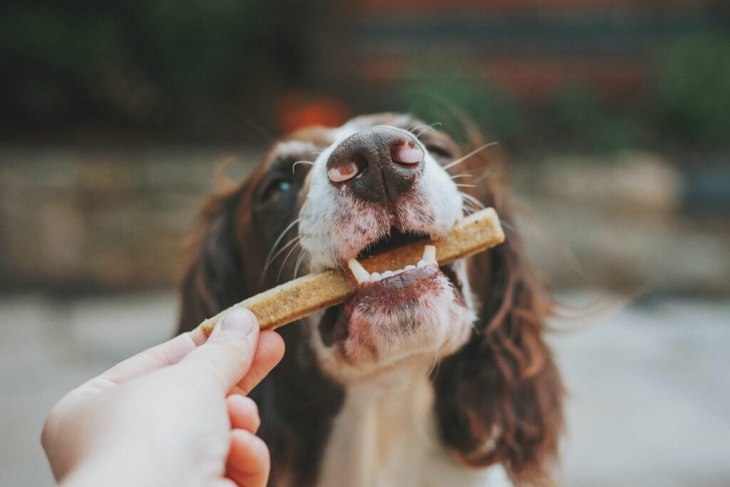 Dental health dog