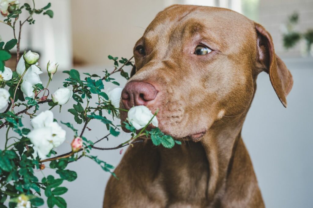 Toxic food for dogs