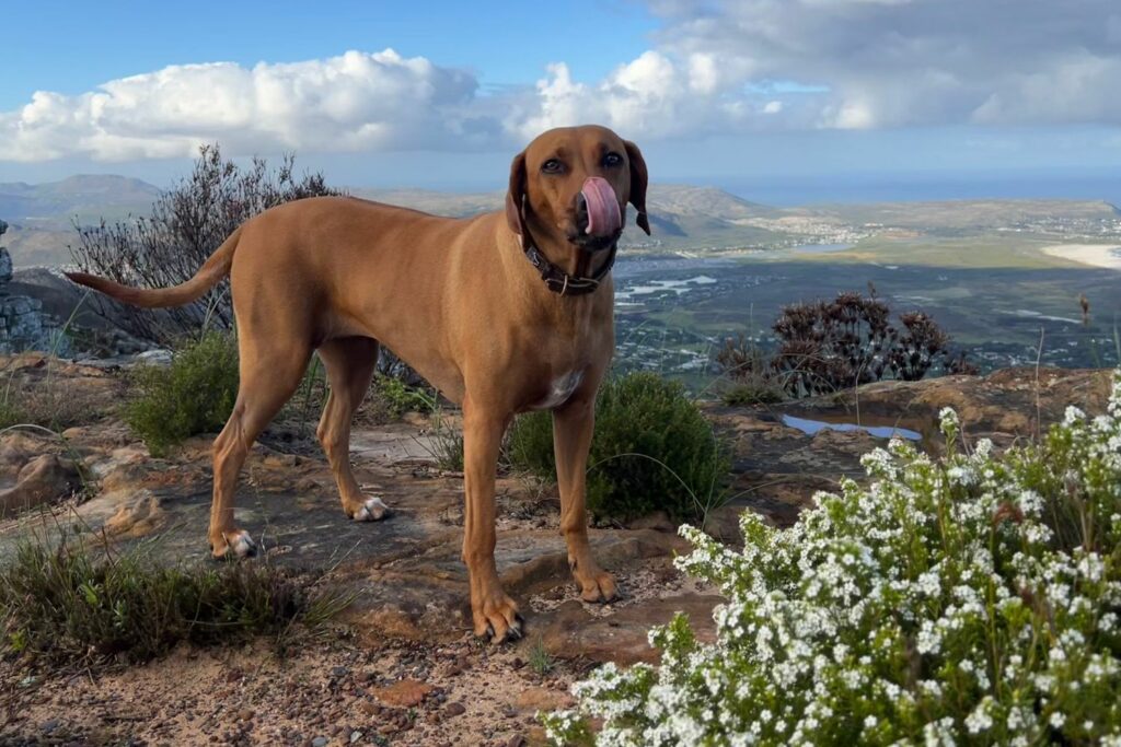 Toxic food for dogs