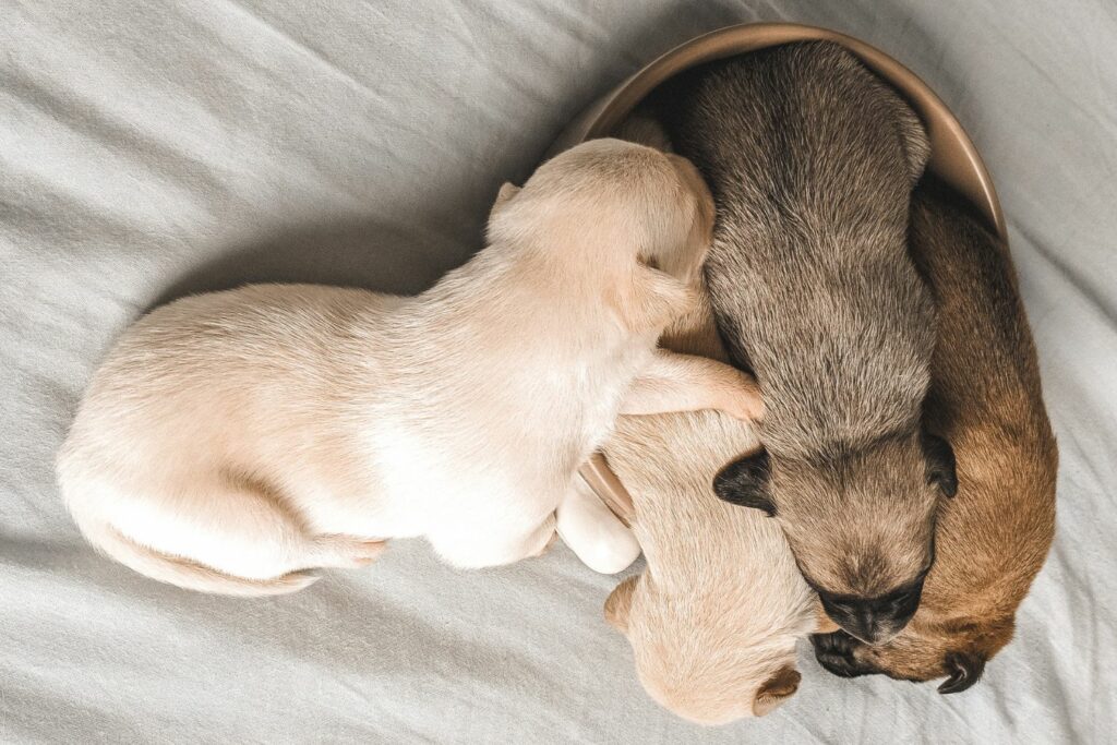 bone broth recipe for dogs