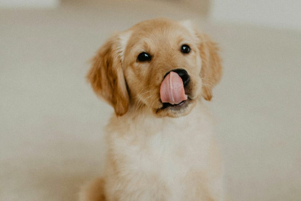 bone broth recipe for dogs