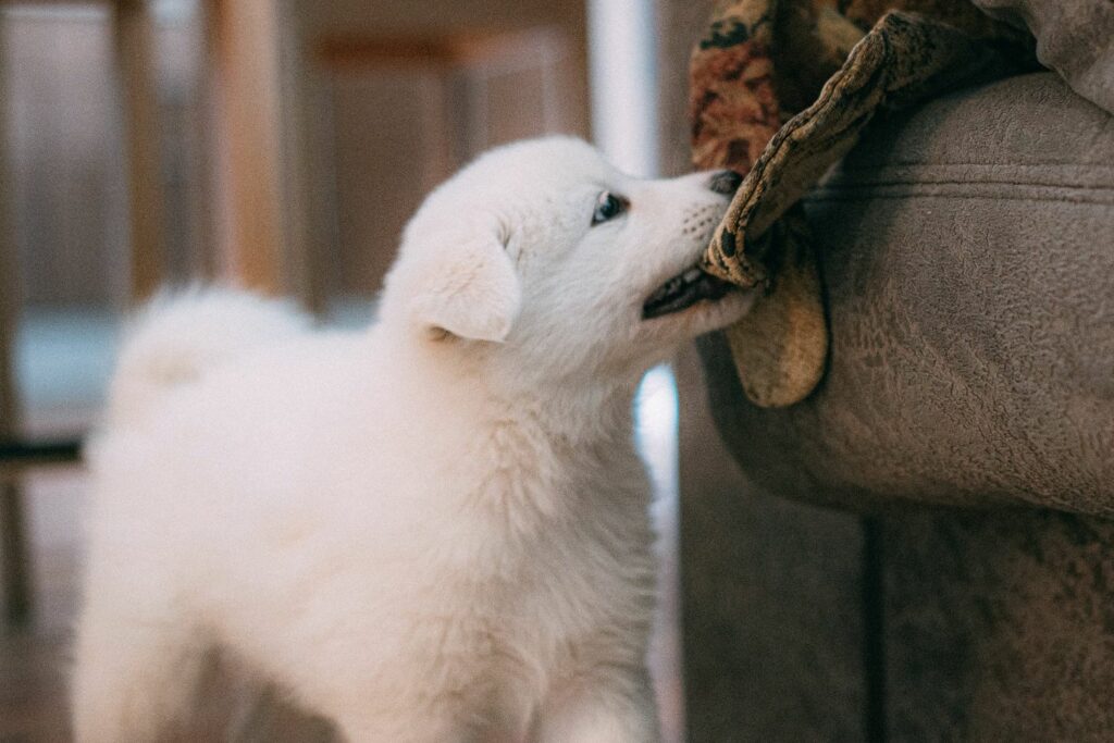 equipment a puppy needs