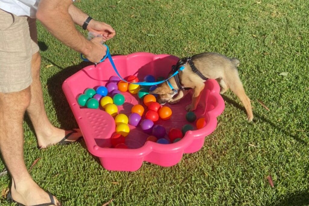 toys your puppy needs