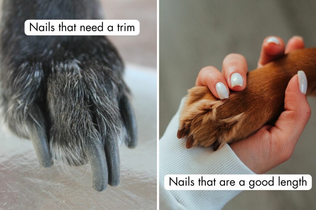 Cutting dog claws