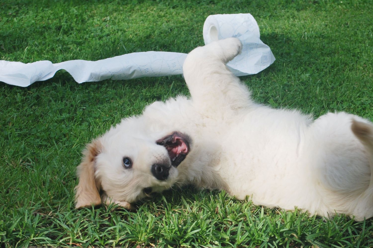 dog eating poop