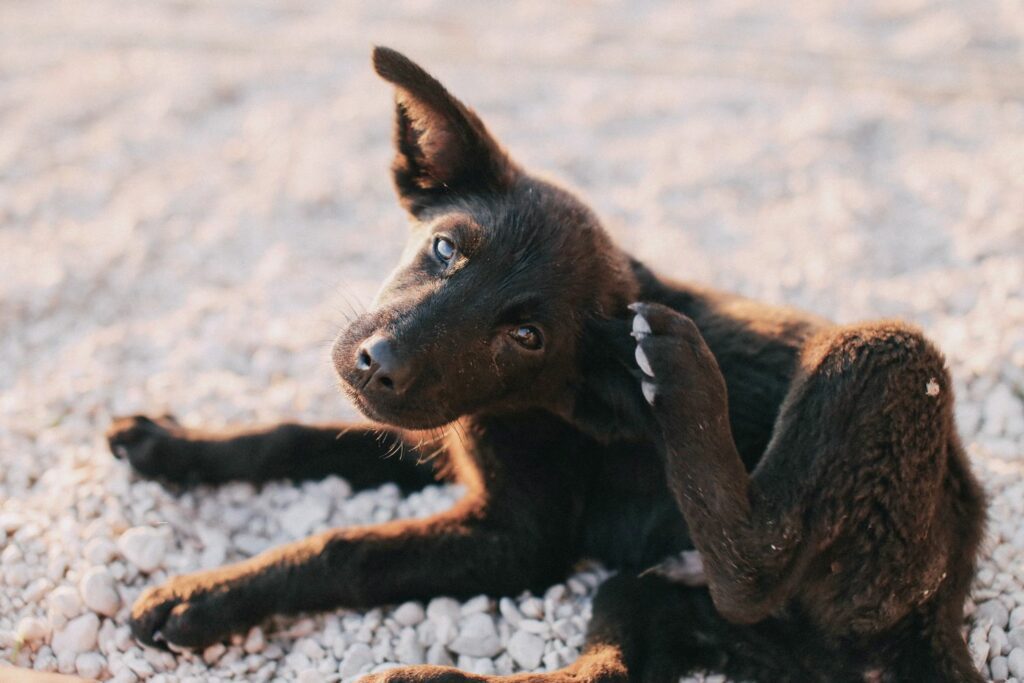 Itchy skin from fleas