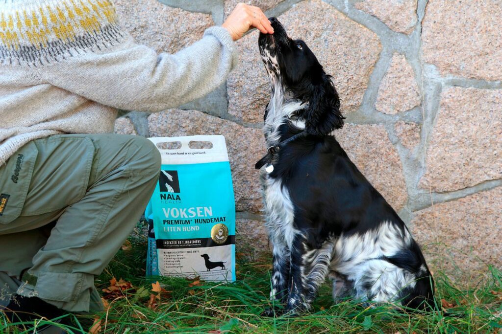 Chicken allergy in dogs