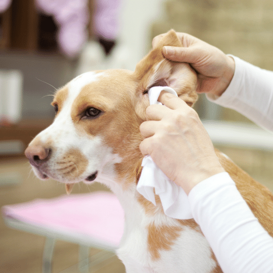Home remedies for dogs with itchy ears Nala Health