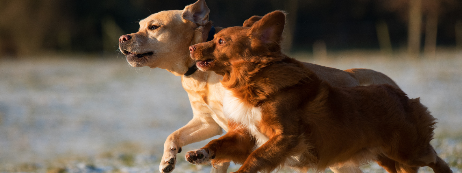 Socialising your puppy