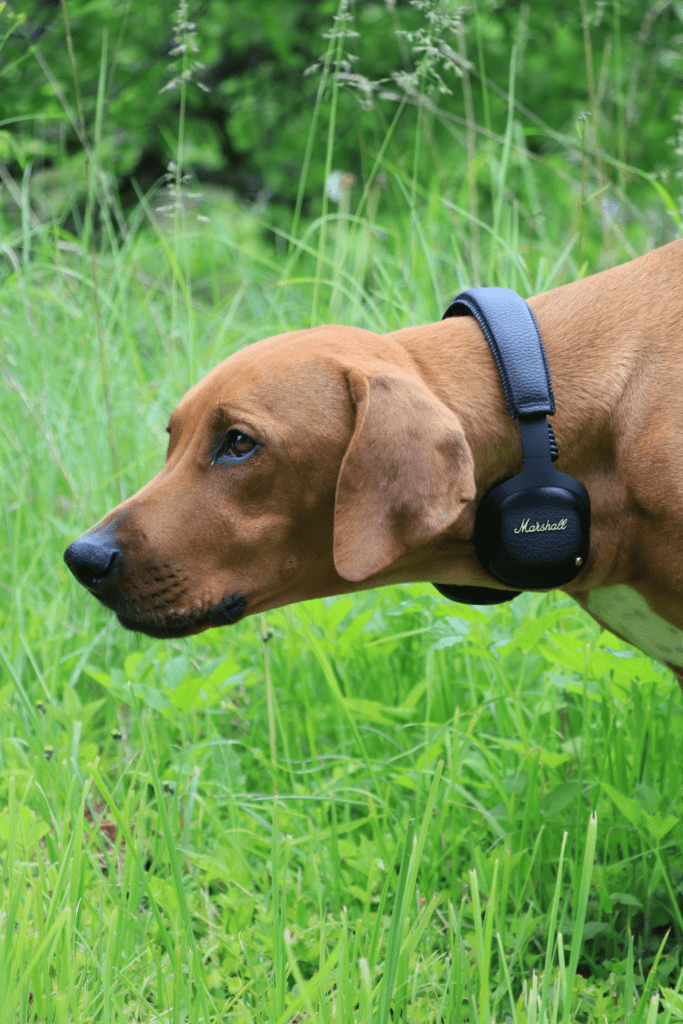 Socialising your puppy