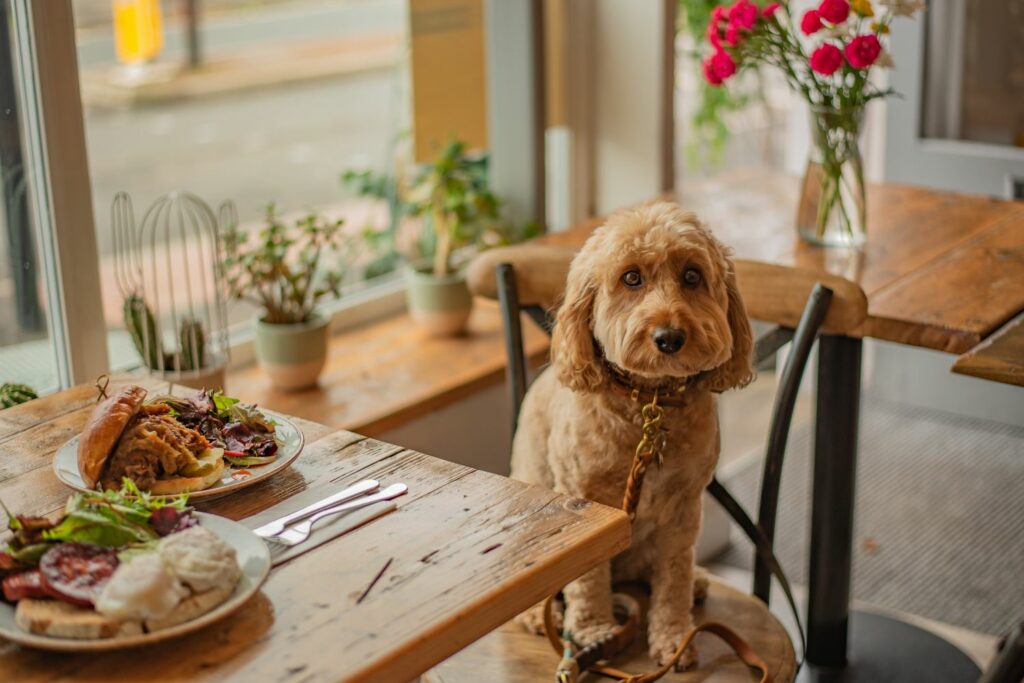 Socialising your puppy