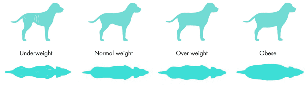 how to know if your dog is over weight