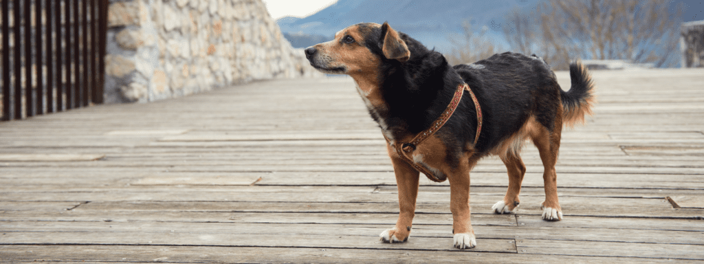 Overweight and obese dogs