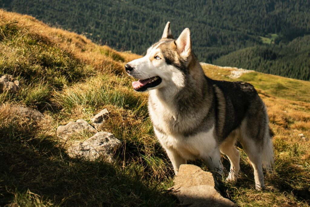 Signs of a healthy dog