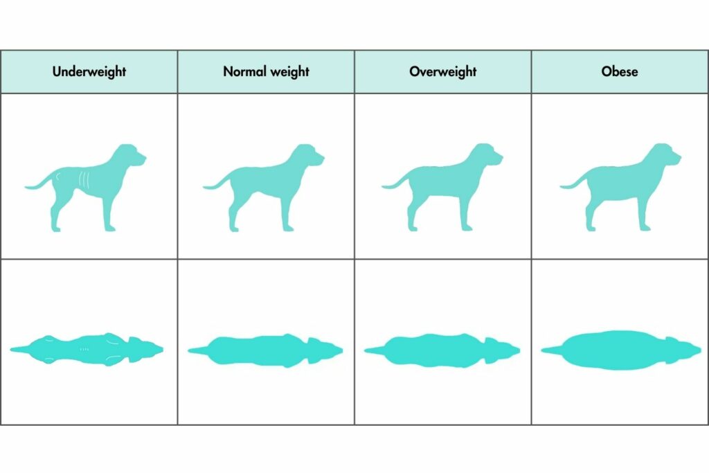 Signs of a healthy dog