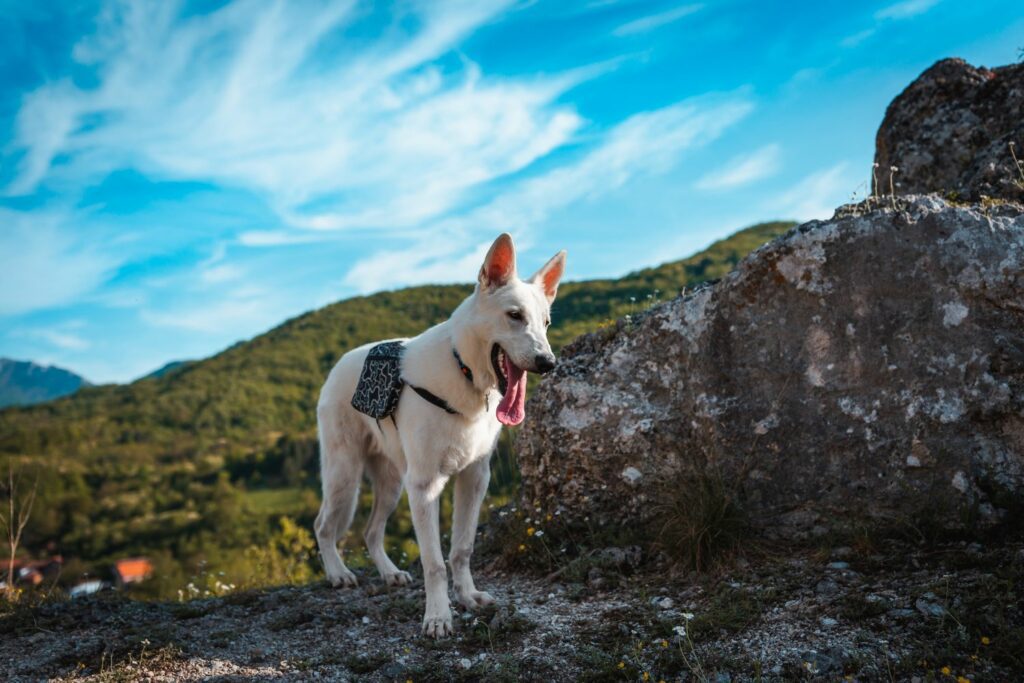 Signs of a healthy dog