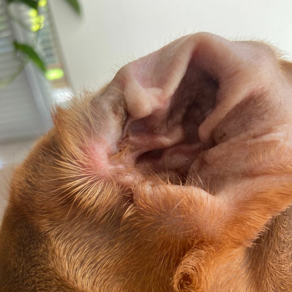 Fungal infections in dogs