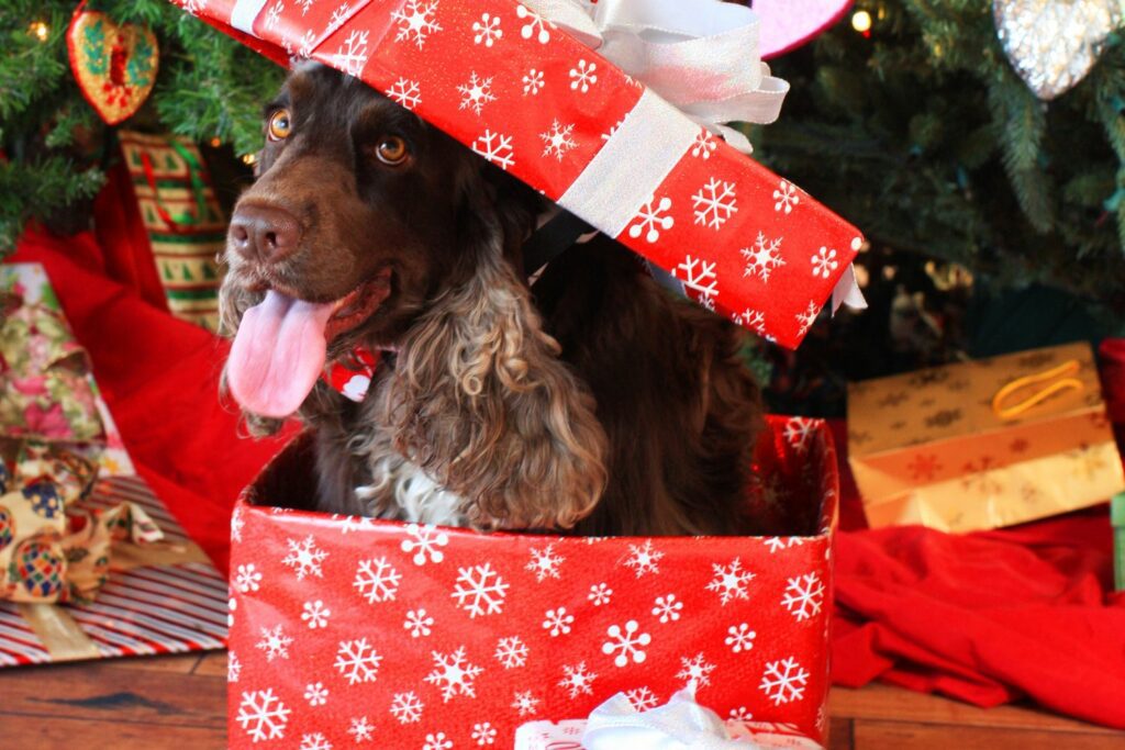 Christmas food to share with dog