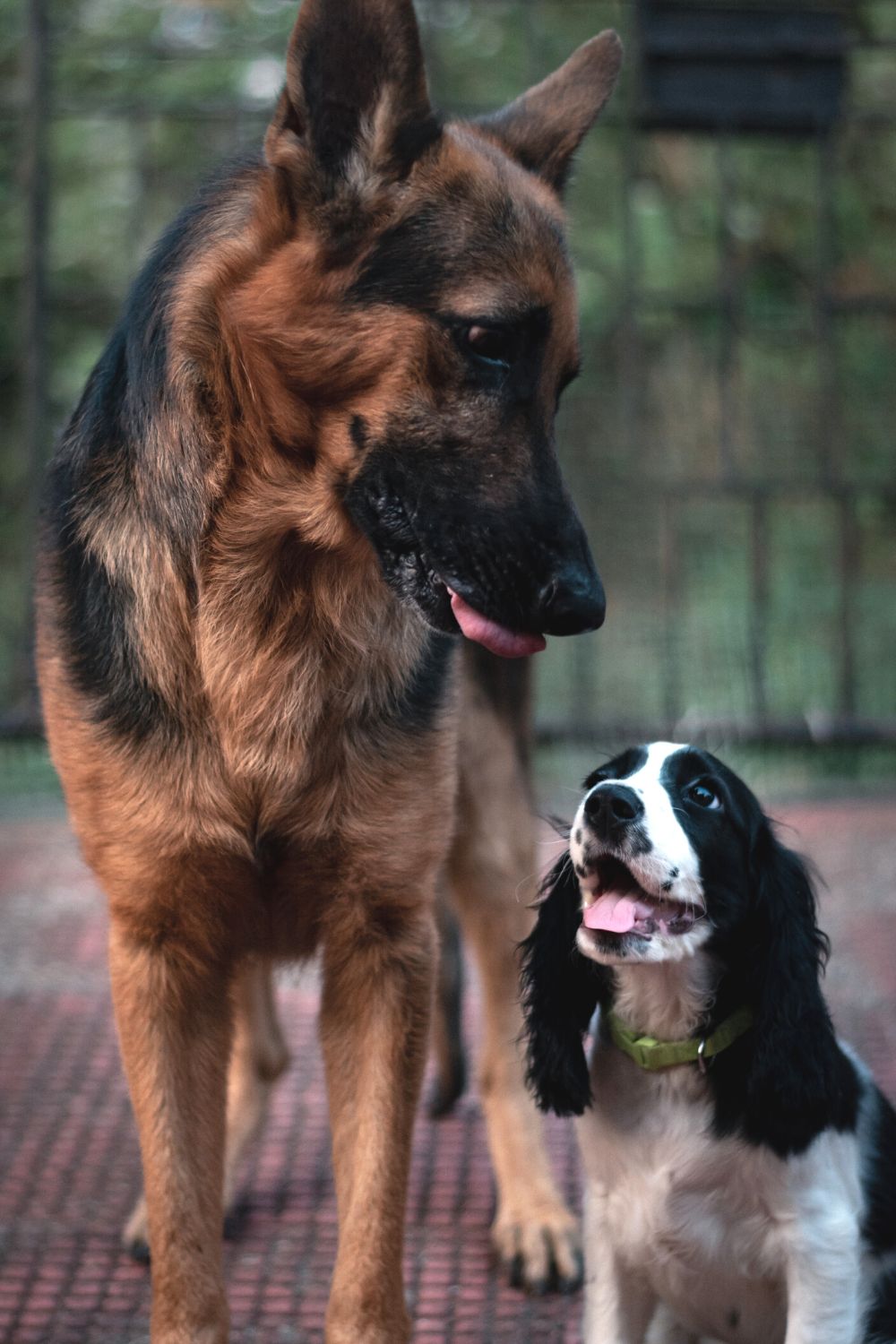 Adding a second dog to your home Nala Health