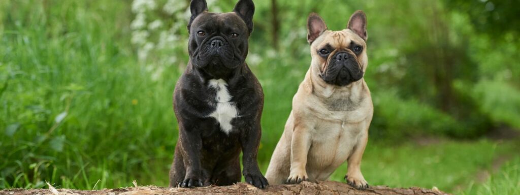 Digestive Issues and Gut Health in Dogs