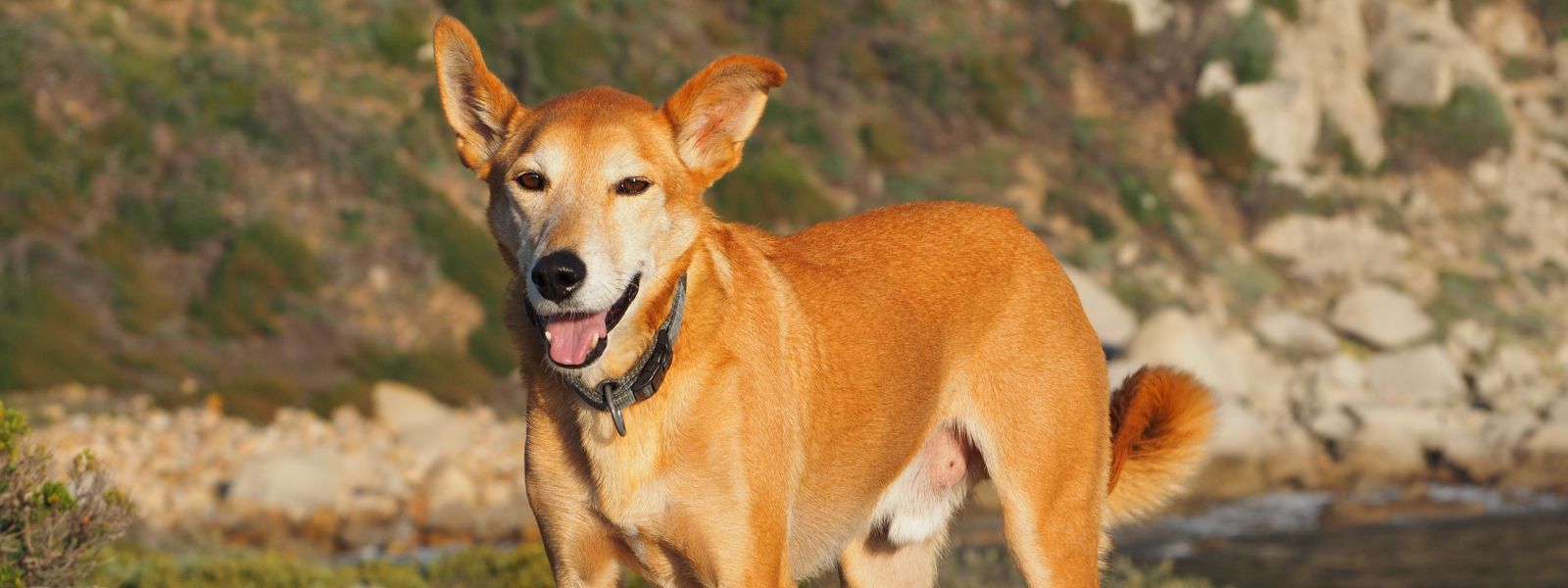 Zaffi’s Journey With Pancreatitis and IBD