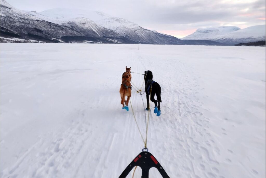 Dog sledder chooses nala health