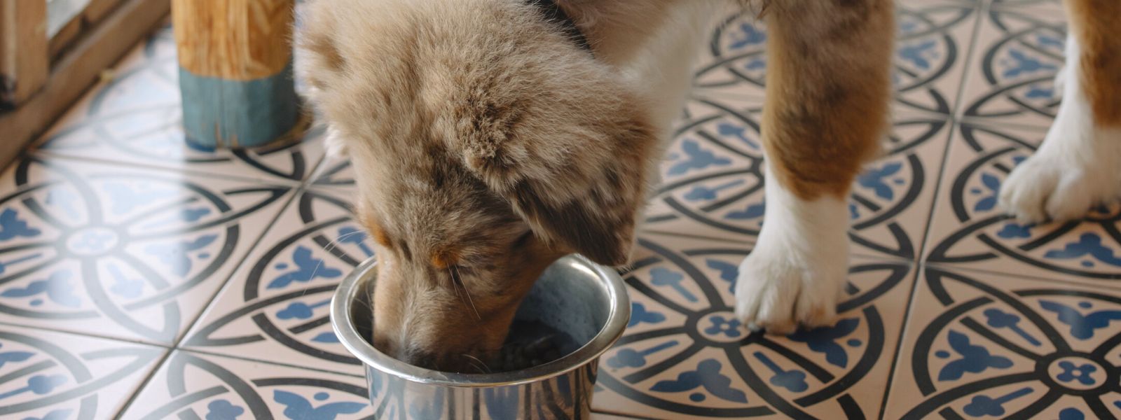 What is the best dog food?