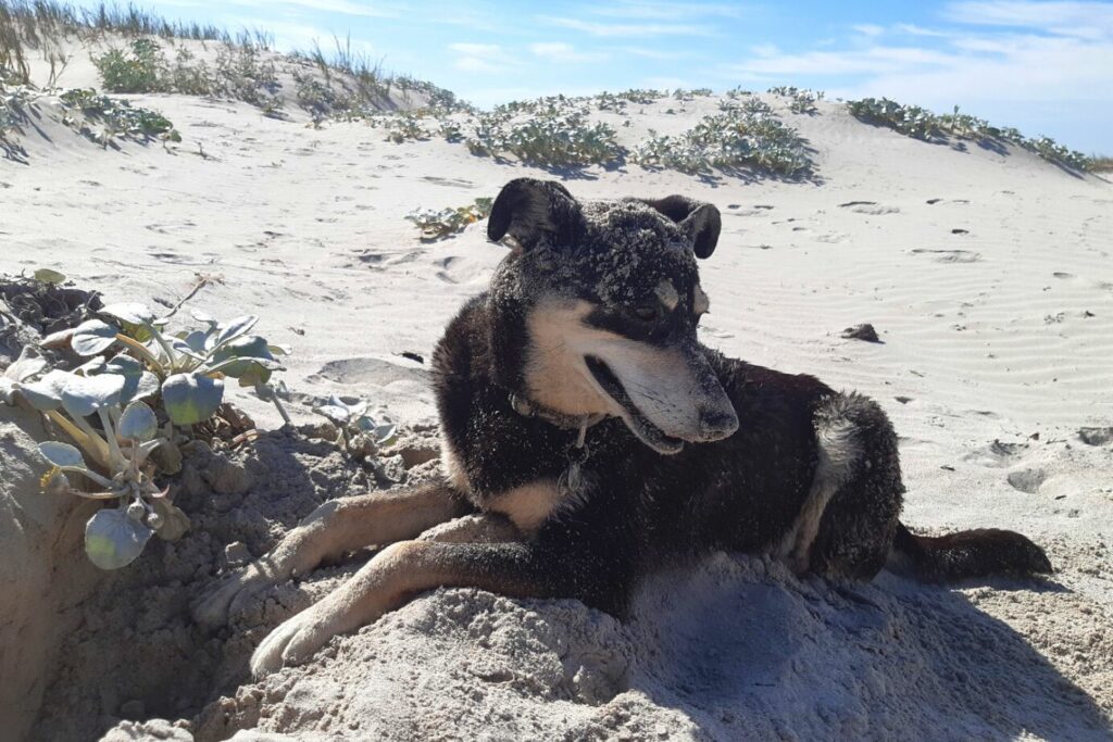 hypothyroidism dog