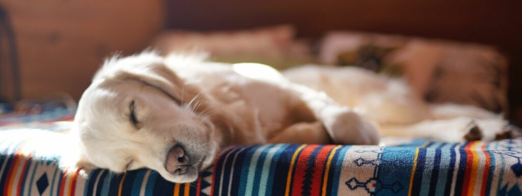 Hypothyroidism in Dogs