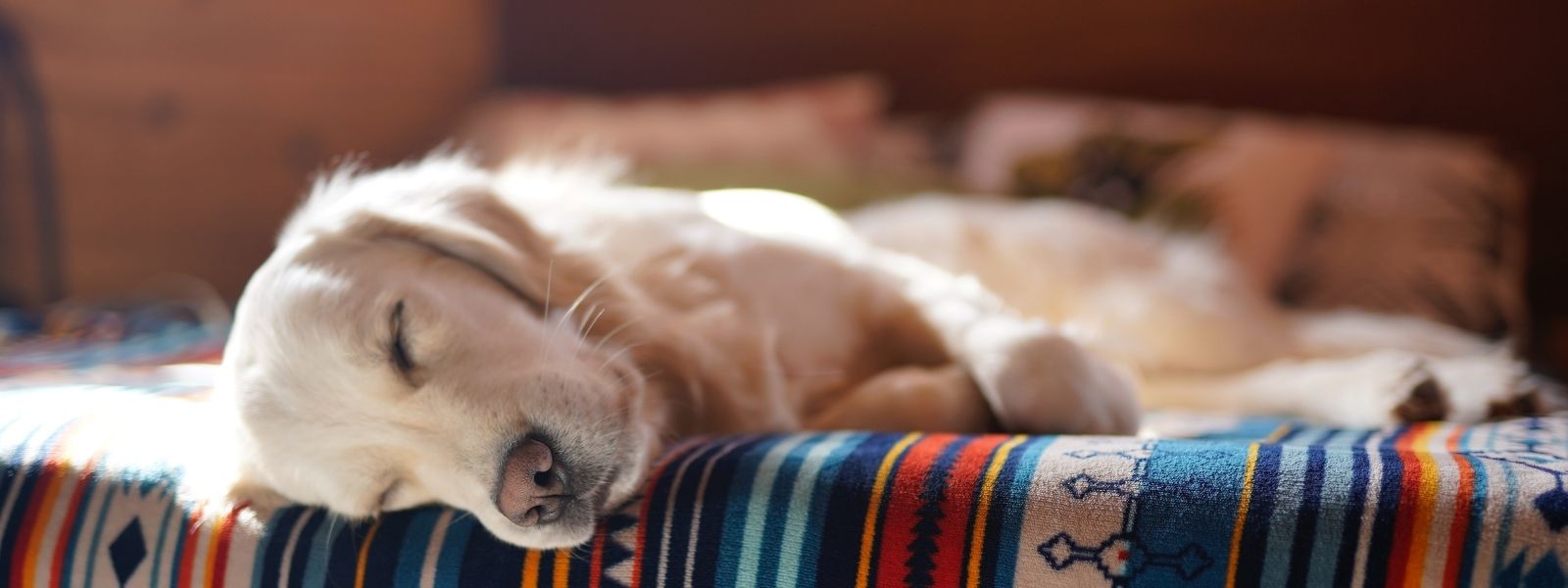Hypothyroidism in Dogs