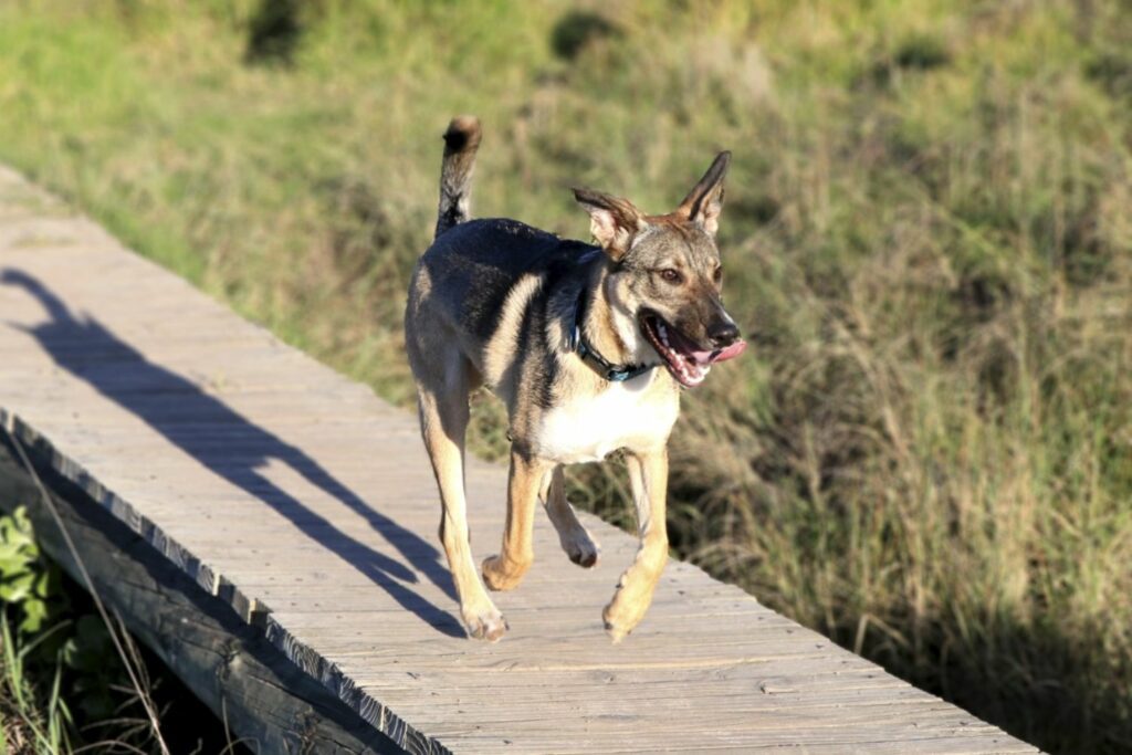 Hypothyroidism dog