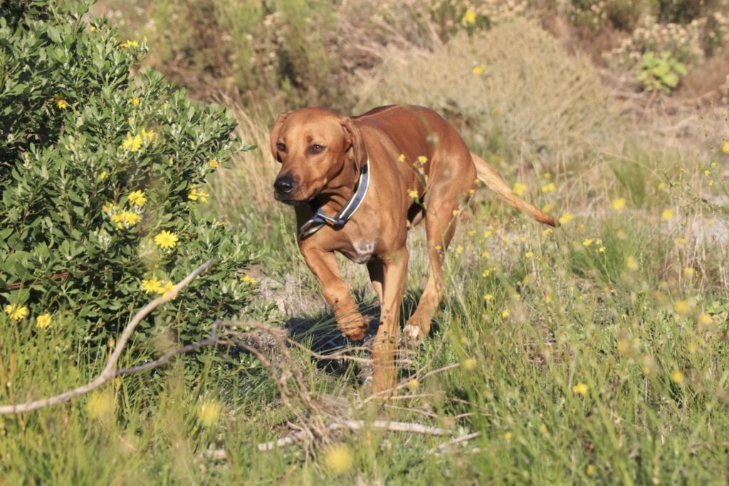 Hypothyroidism dog