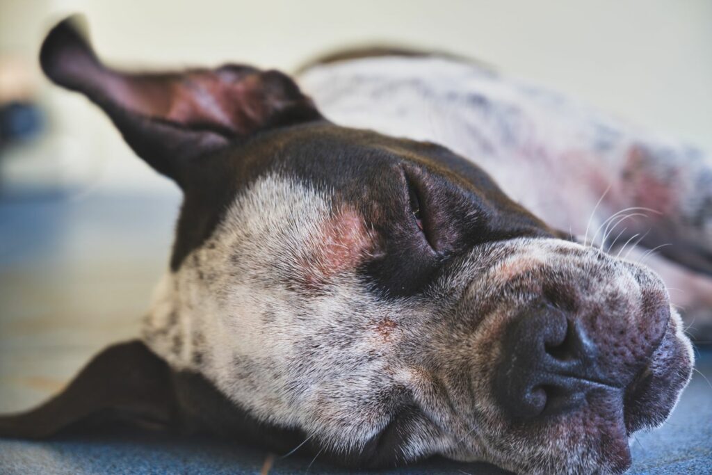 puppy with rash