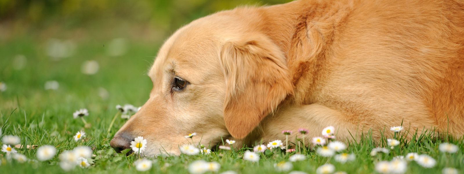 How to relieve constipation in dogs